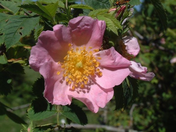 rose selvatiche